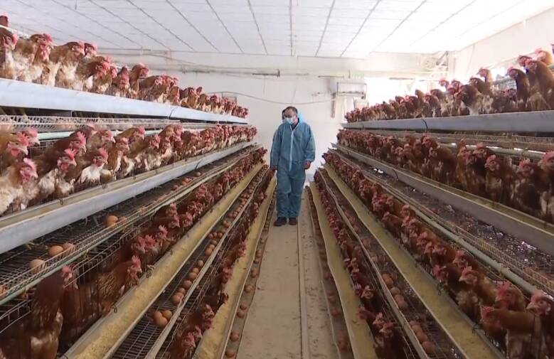 潍坊市坊子区110多名畜牧技术员服务一线战“寒潮” 护航畜禽健康生长