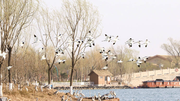 这就是淄博丨水鸟翔集马踏湖