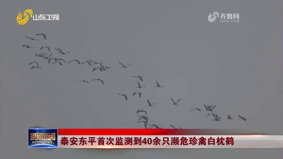 泰安东平首次监测到40余只濒危珍禽白枕鹤