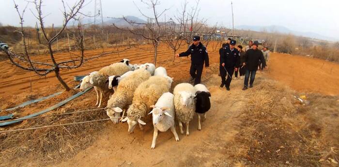 12只绵羊集体“出逃”！ 泰安岱岳警方快速帮找回