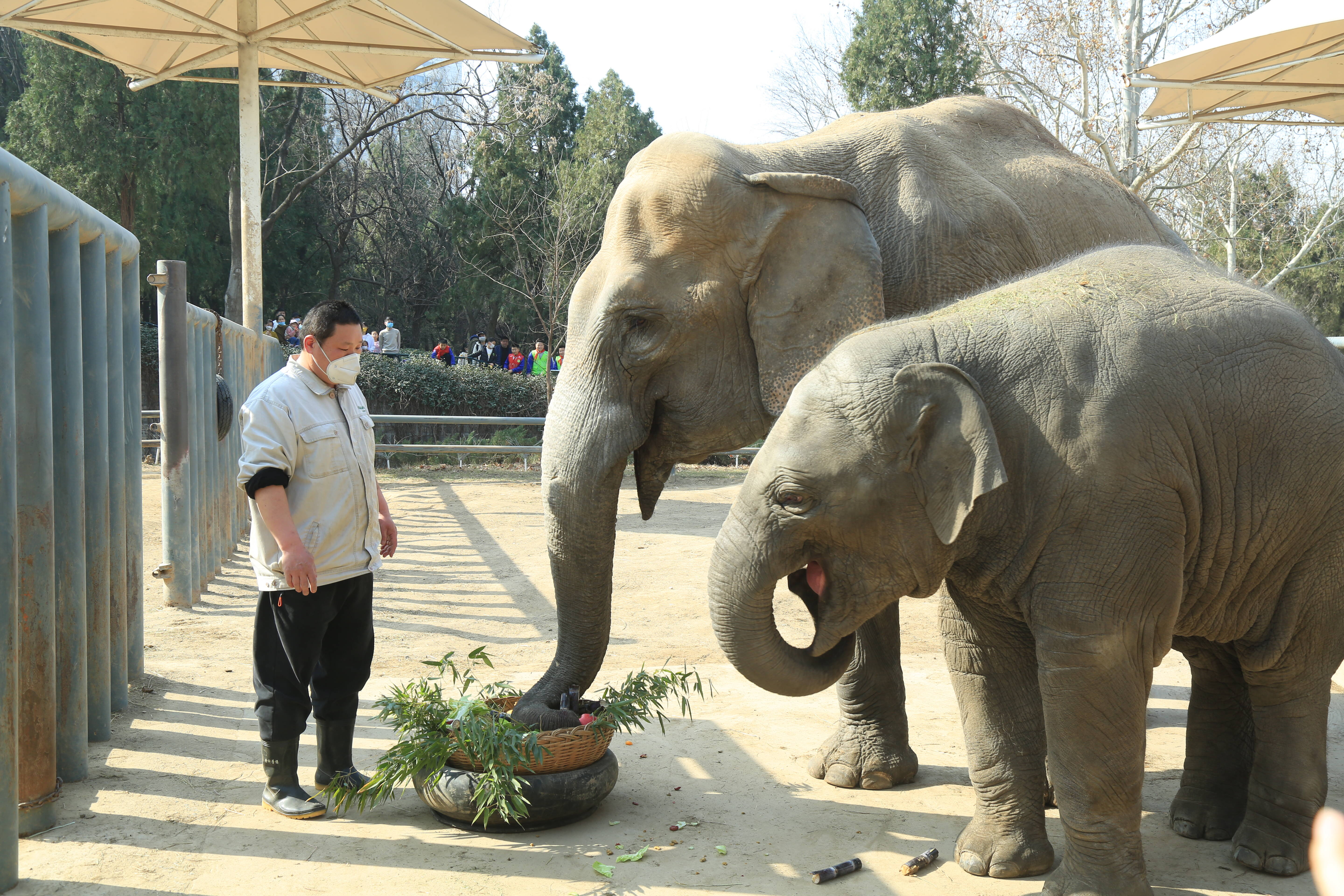 济南动物园亚洲象“亚齐”突发疾病 经全力救治无效死亡
