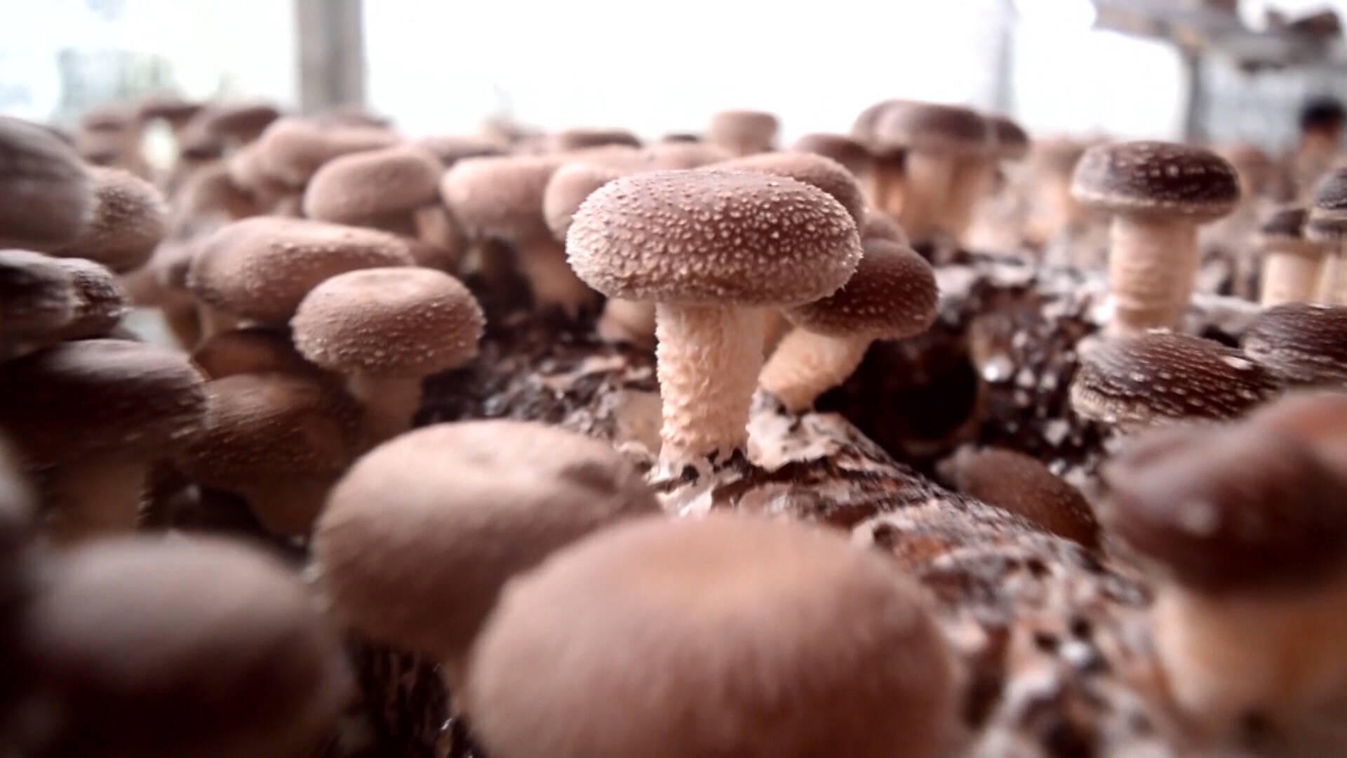 德州陵城：180亩食用菌创收破800万元，“小蘑菇”变身“大产业 ”