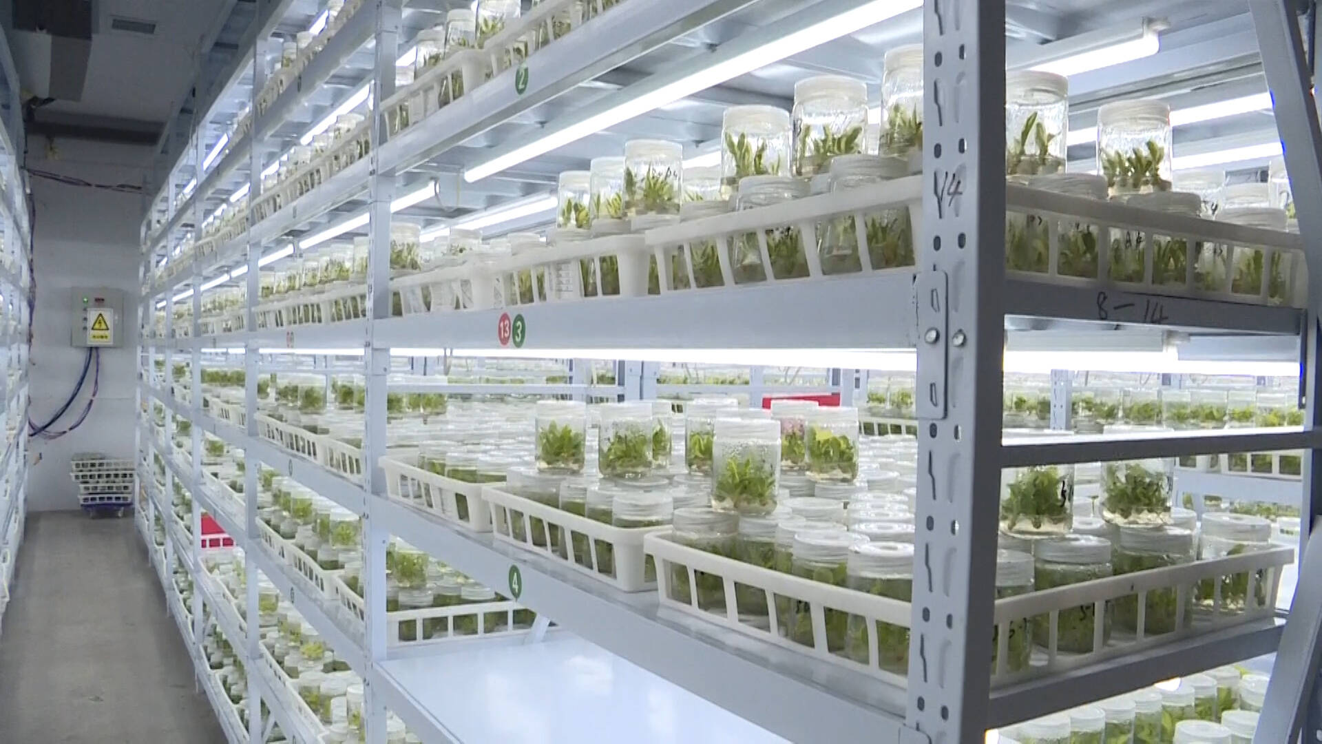 平原县：投资600万元建设植物组培实验室项目，助力高效农业发展