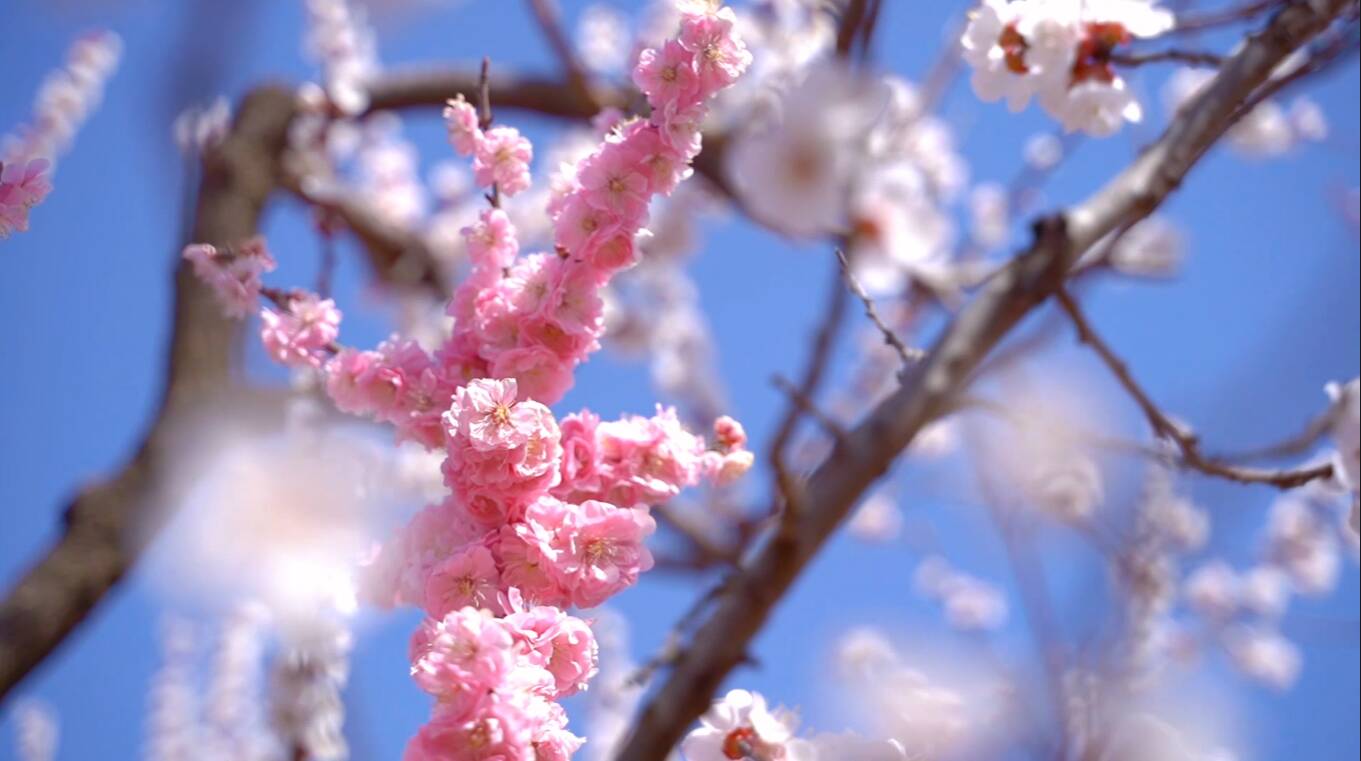 莒南：杏花盛开满枝头 用浪漫的方式打开春天