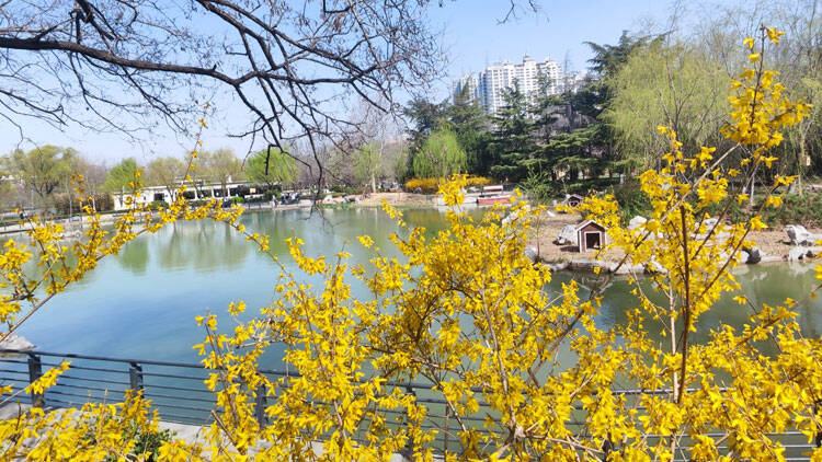 这就是淄博丨花团锦簇 满园春色