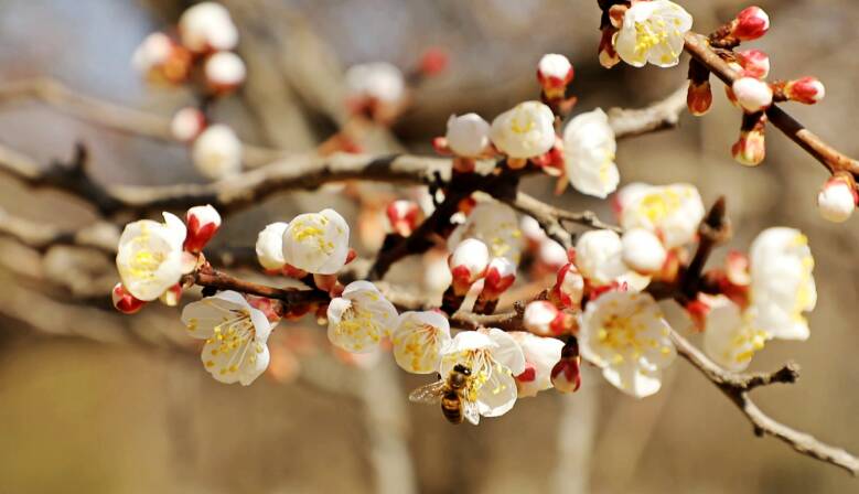 潍坊虞舜公园杏花朵朵吐芬芳 “花海”荡漾春意浓