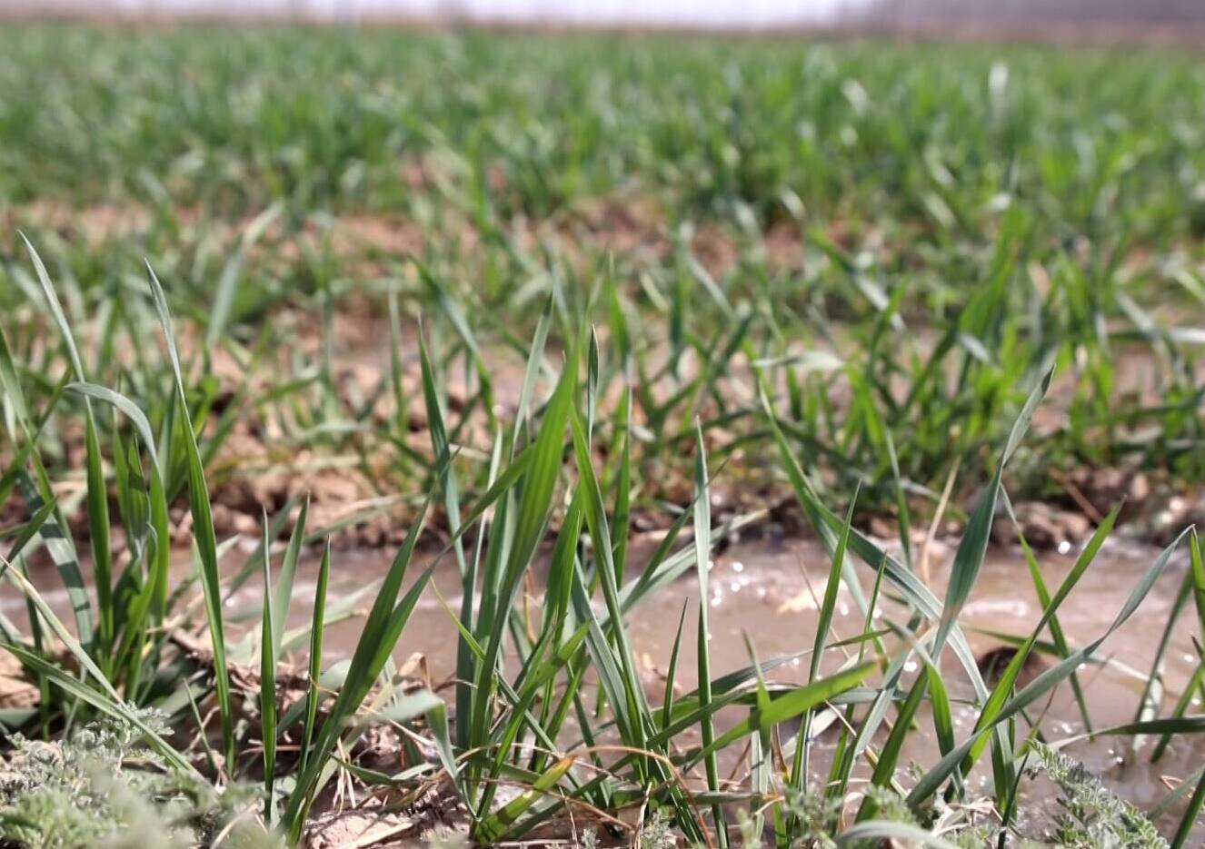 齐河科学调度引水 115万亩小麦“畅饮”黄河水
