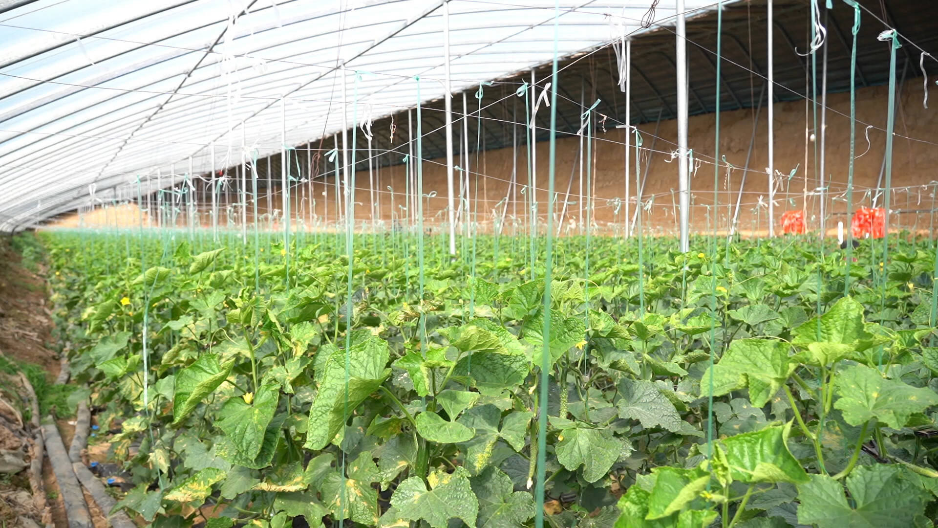 武城：农技专家分赴蔬菜园区 支招农户防寒保温措施