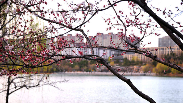 这就是淄博丨樱花盛放 花海绚丽如画