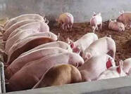 调查显示济南猪肉价格止跌企稳