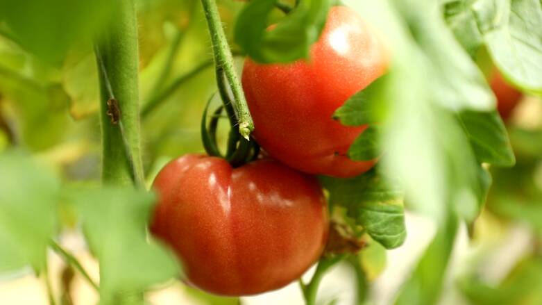 有机西红柿采摘节亮相潍坊市坊子区 特色农品等你来尝鲜
