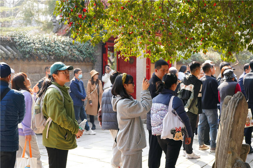 春光無限好！來嶗山風景區賞花正當時