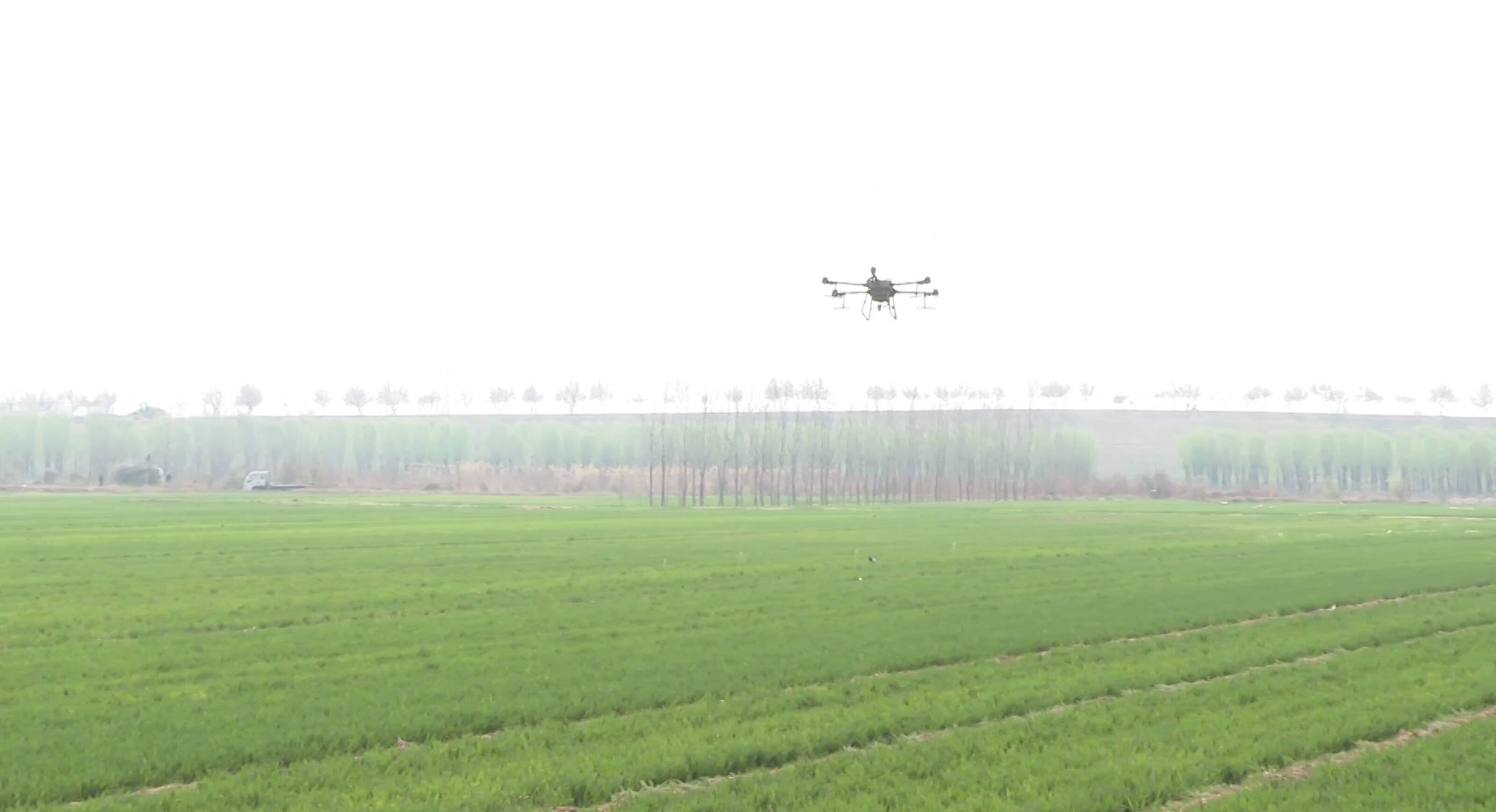 济南高新区：春来小麦施肥忙 无人机喷洒正当时