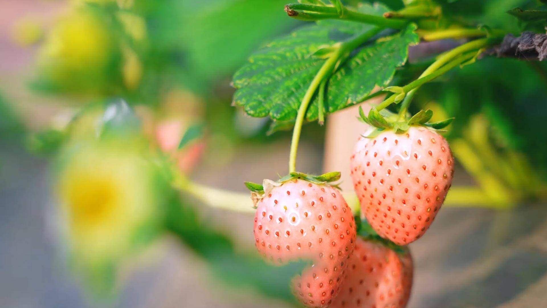 正研发草莓新品种“黑珍珠” 山东首个草莓盒马村落地济南