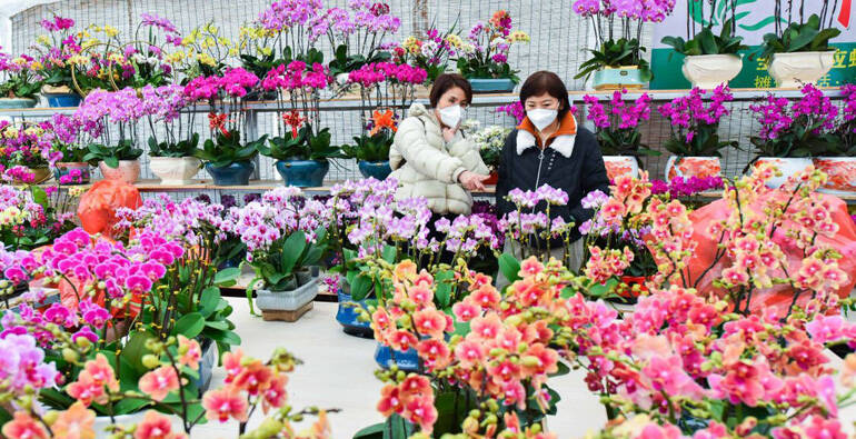 产值110亿元！潍坊青州打造美丽“花卉王国”