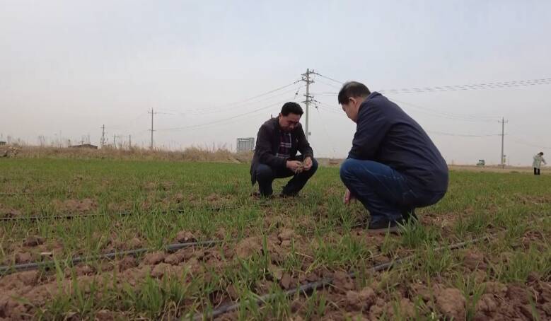 潍坊市坊子区18.4万亩小麦“返青起身” 水肥一体化助力春管节水增效