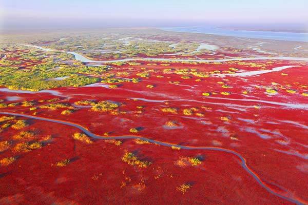 东营黄河三角洲湿地与生物多样性保护恢复项目通过评审 进入实施阶段