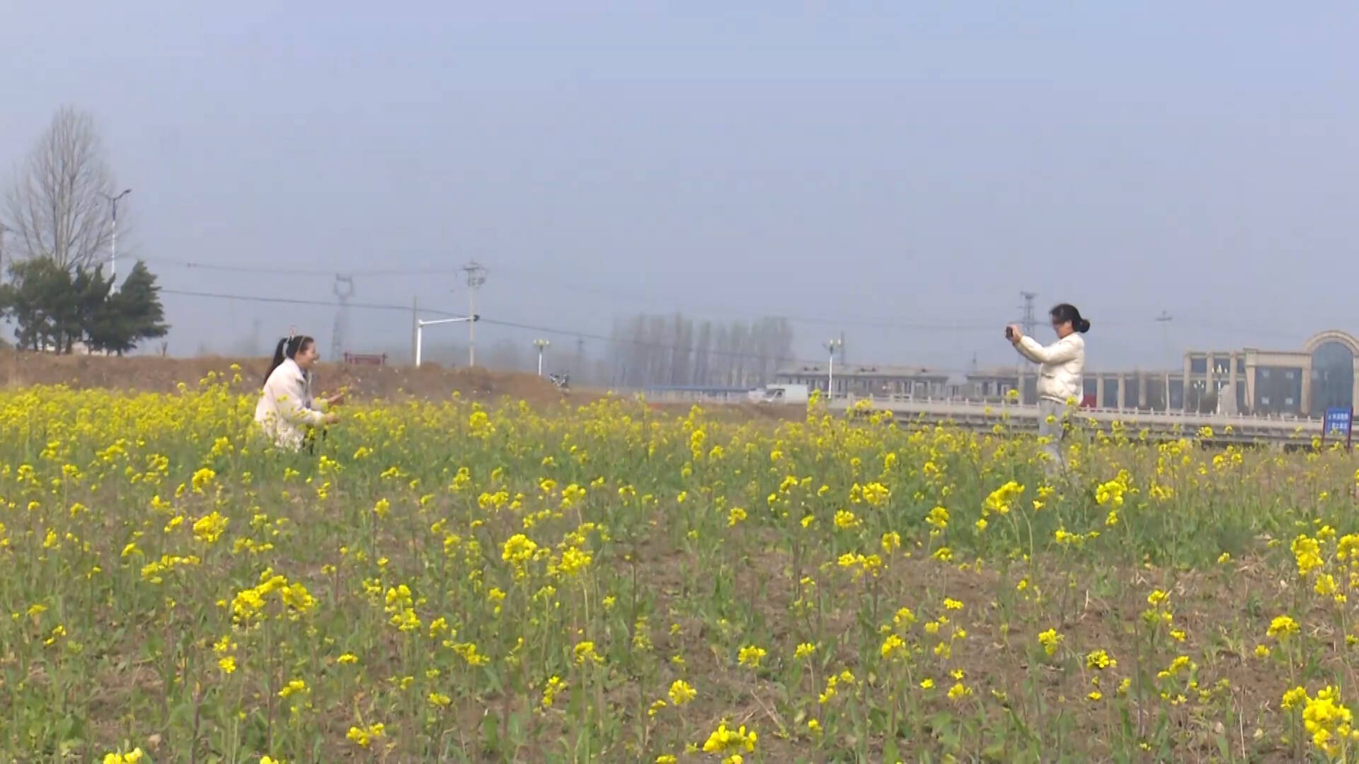 枣庄薛城蟠龙河畔数百亩油菜花绽放 构成美丽乡村画卷