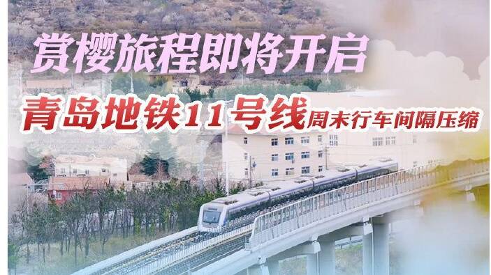 開啟賞櫻旅程！青島地鐵11號線明起壓縮周末行車間隔