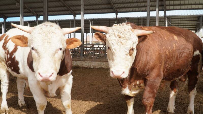 阳信：打造肉牛全产业链 推动经济发展“牛”起来