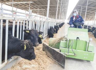 潍坊：“牛经济”开启“牛日子”