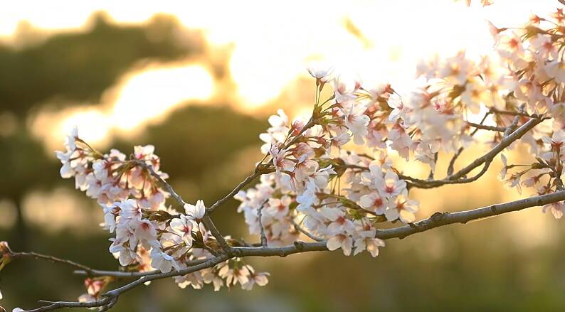 花开泰安｜东平湖畔花绽放 快来感受春天的美好吧