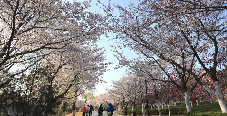 潍坊浞河的樱花开好了，你还没来？