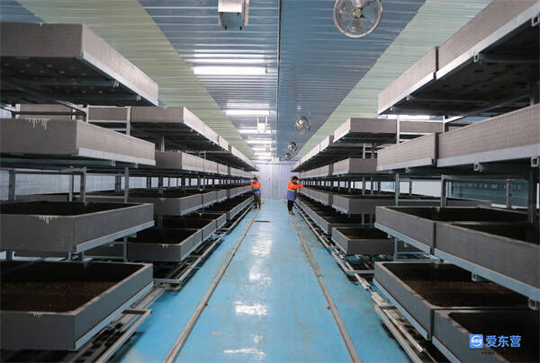 在东营区厨余垃圾生物处理项目的黑水虻立体养殖层架旁边,技术人员