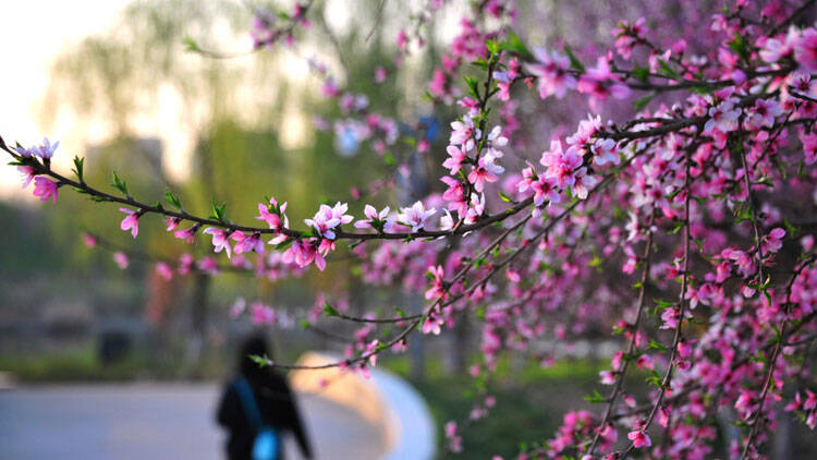 这就是淄博丨春来孝妇河