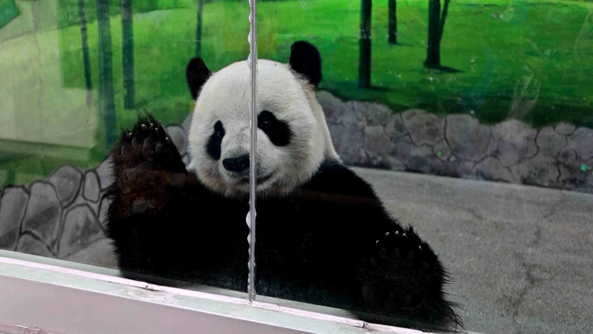 记者实地走访大熊猫“银柯”饲料间！中国大熊猫保护研究中心专家现场检查