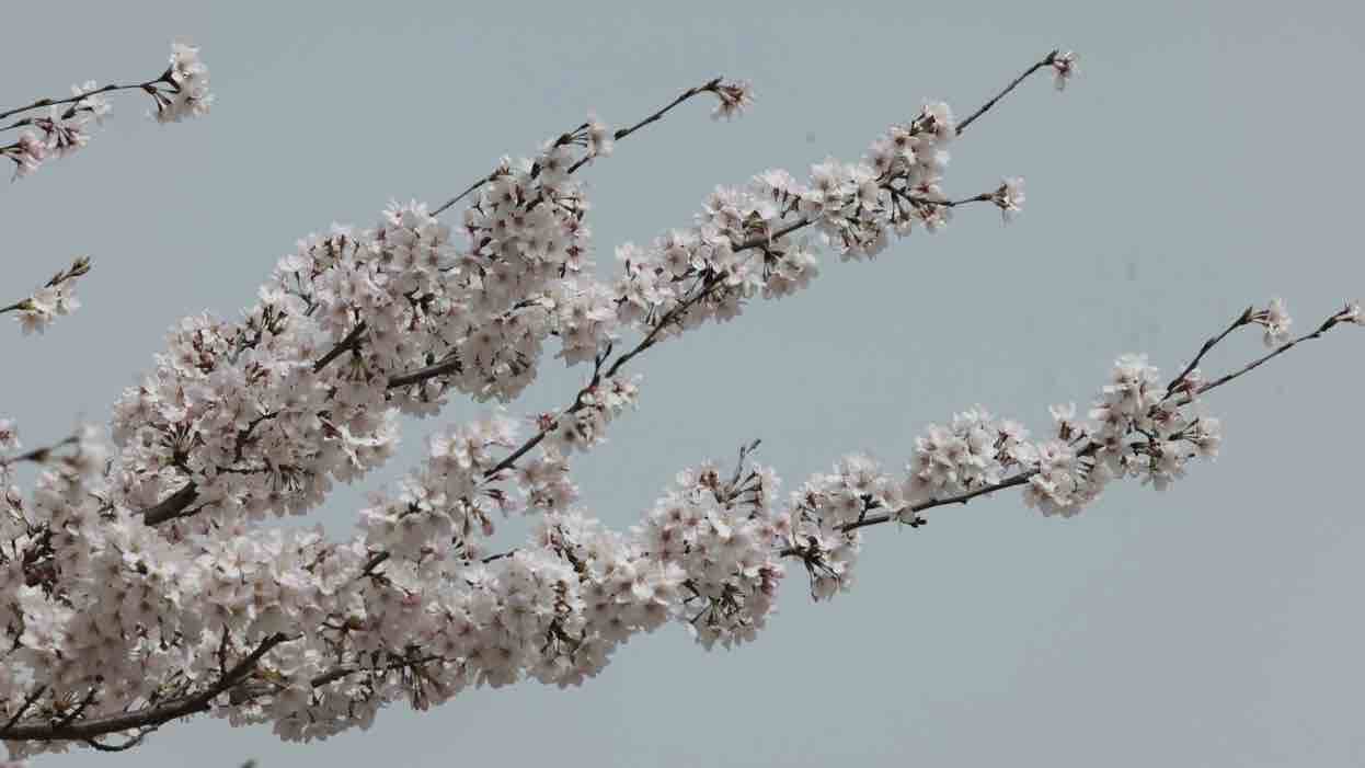 济宁微山樱花正盛放 这份春天的限定浪漫请你一定收下