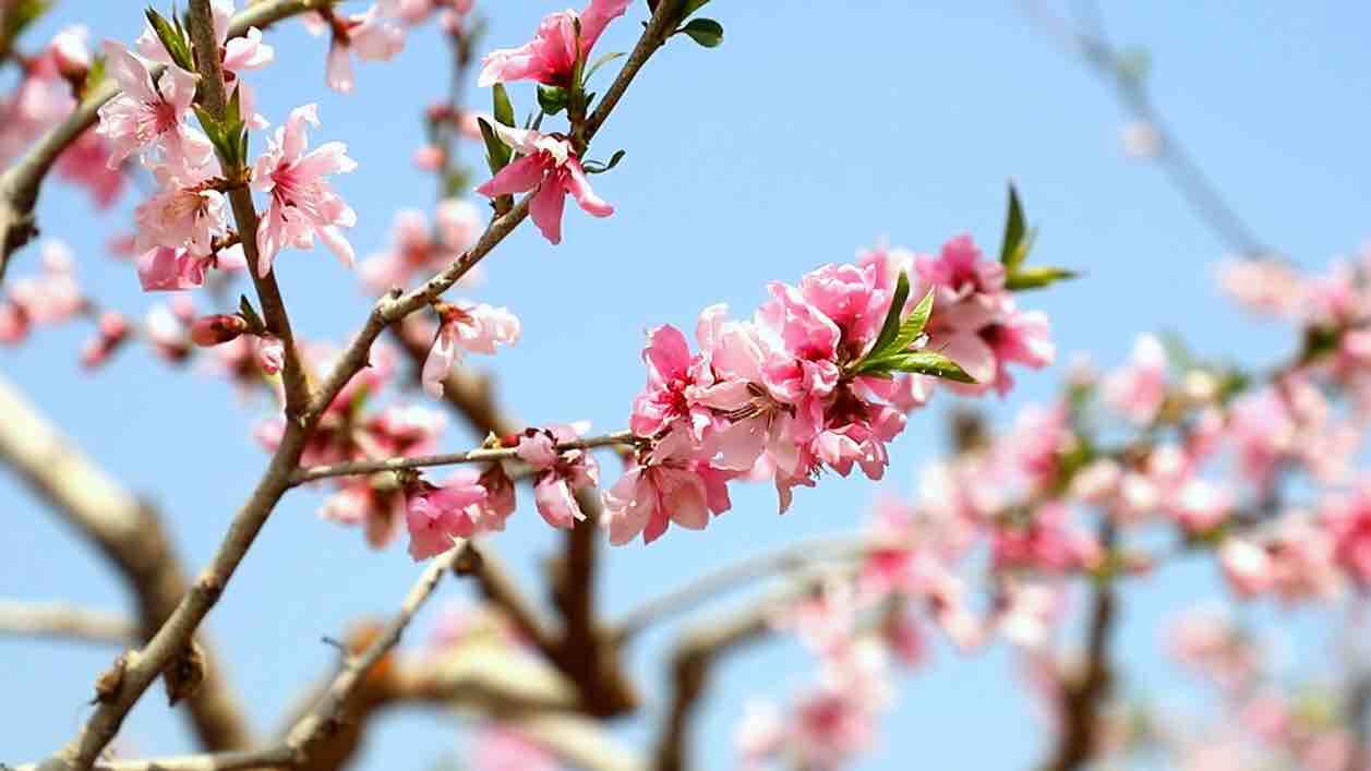 春在枝头 桃花已盛 济宁鱼台千亩堤岸桃花次第开
