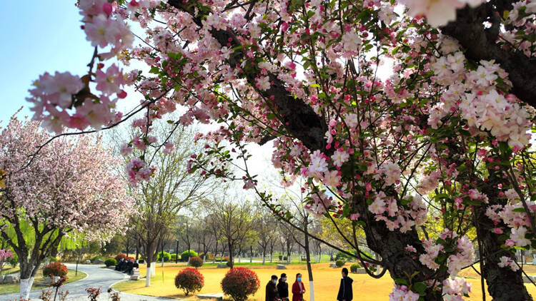 这就是淄博丨海棠花开满园飘香