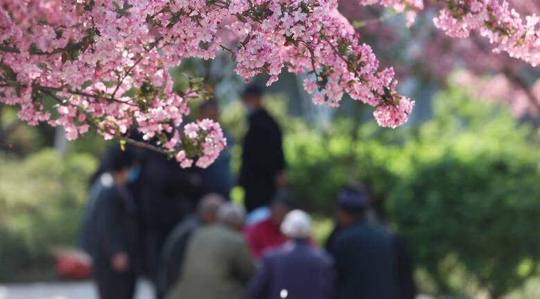 以花为媒 漫步最美四月天！潍坊“赏花公交线路”都在这