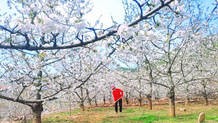 这就是淄博丨六万亩樱桃花齐绽放