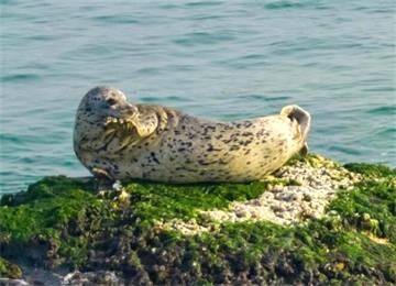 斑海豹现身长岛海域