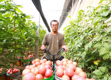 寿光：西红柿里有“远方”，串起游子回村路