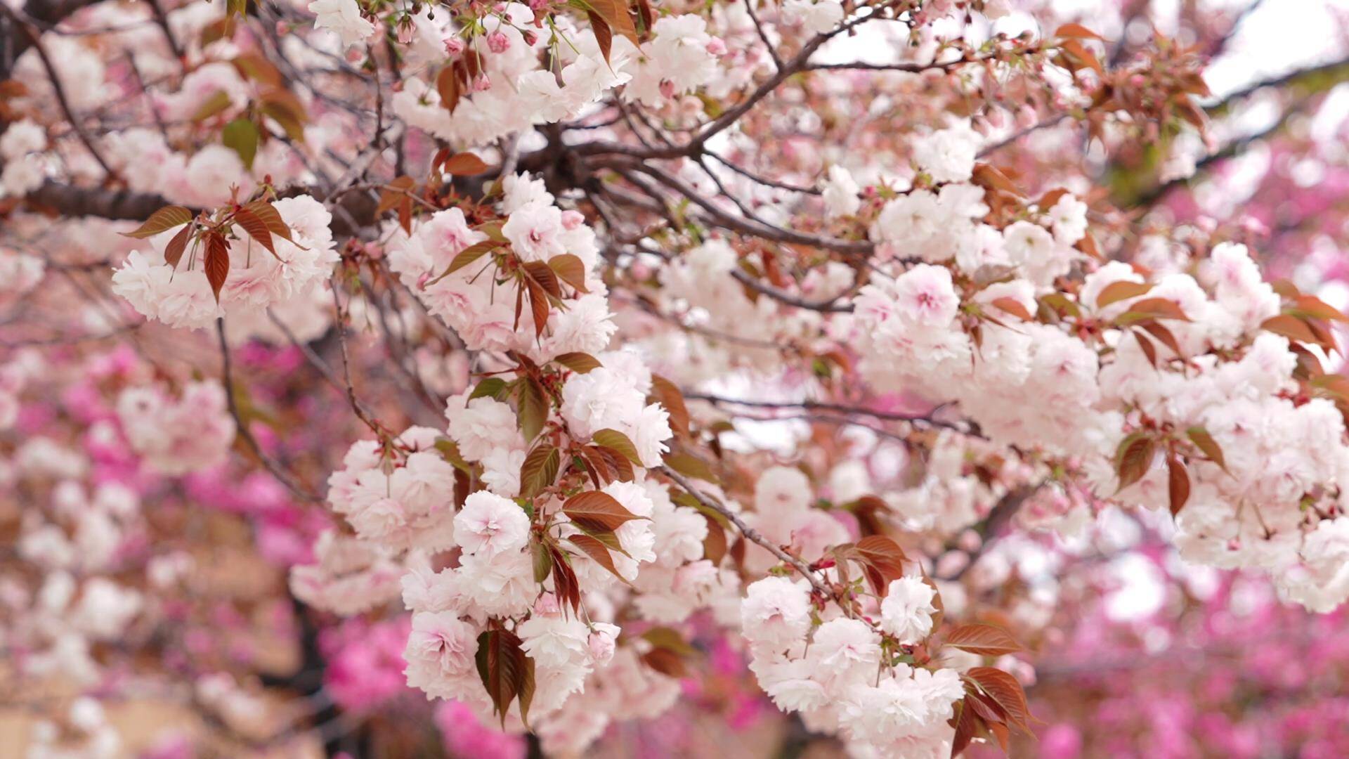 菏泽成武：春天与樱花来一场浪漫邂逅