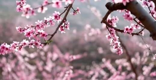 临沂：70多万亩桃花盛开“笑”迎春