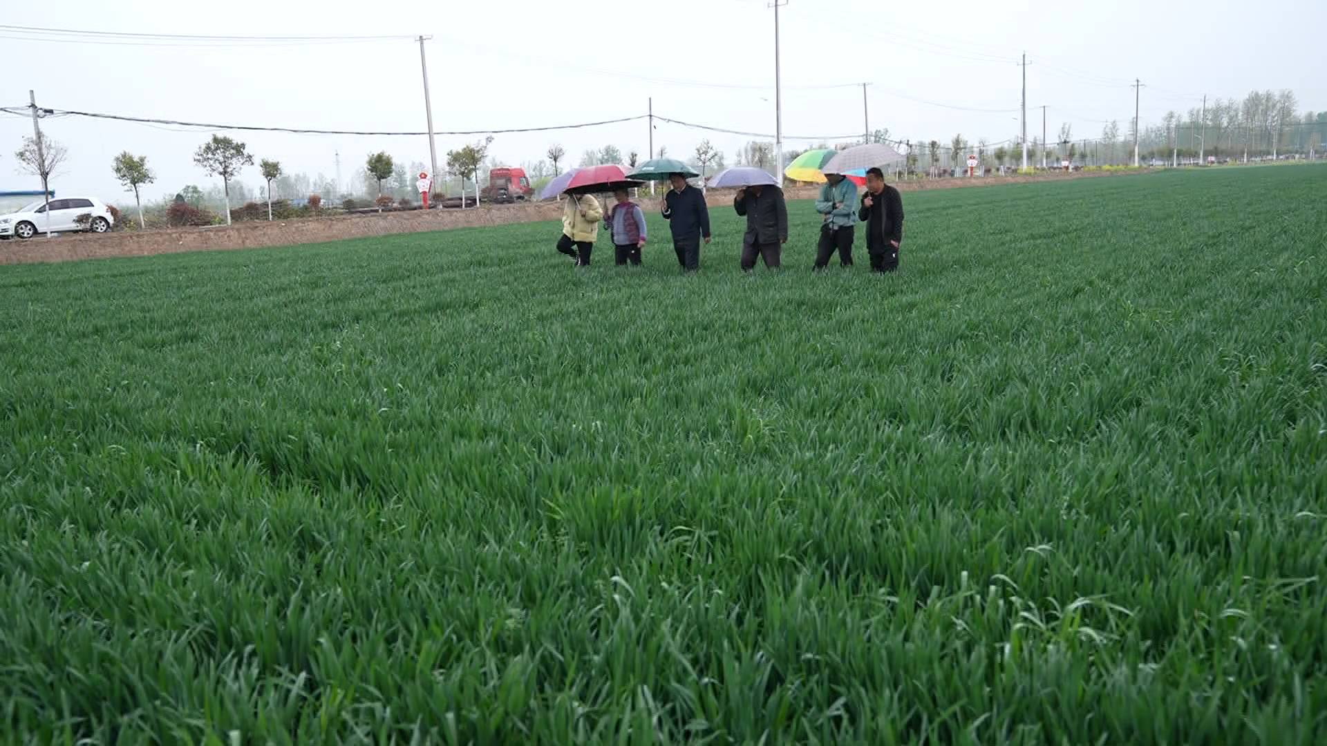 山东出现大范围降雨 专家：利于小麦生长 促进分蘖孕穗