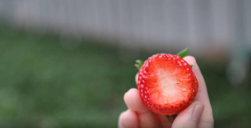 滨州滨城区：小小草莓成为当地村民的“摇钱果”