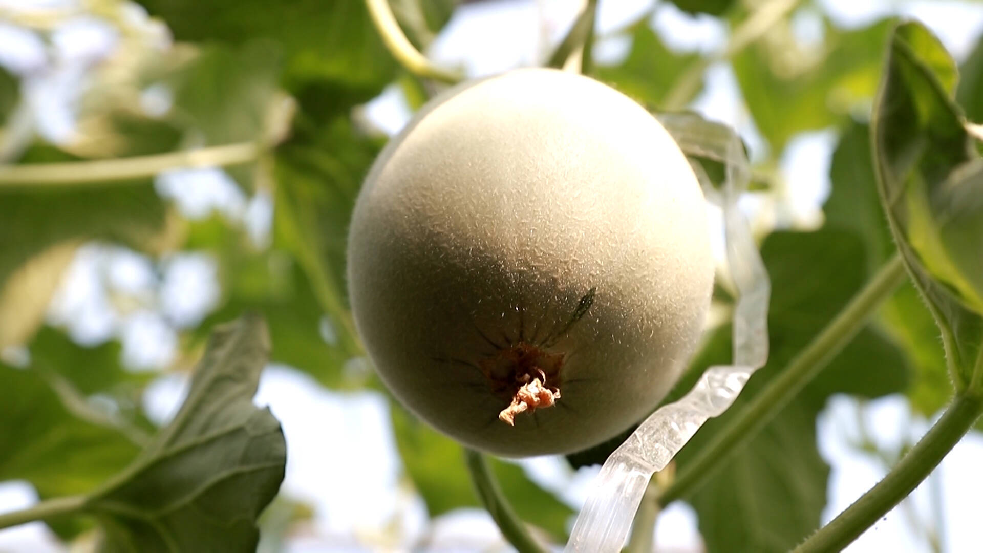 平原县：科技促管理 抢“鲜”来上市 打造哈密瓜种植特色品牌