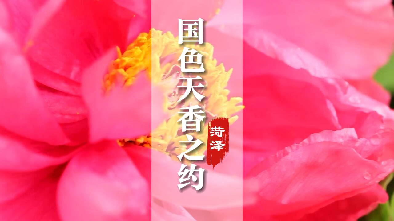 從一朵花到一滴油！看牡丹演繹令人嘆為觀止的嬗變傳奇