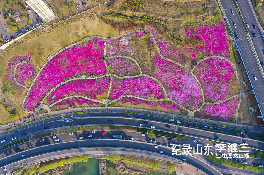 济南龙鼎大道福禄考花浪漫绽放宛如粉色海洋