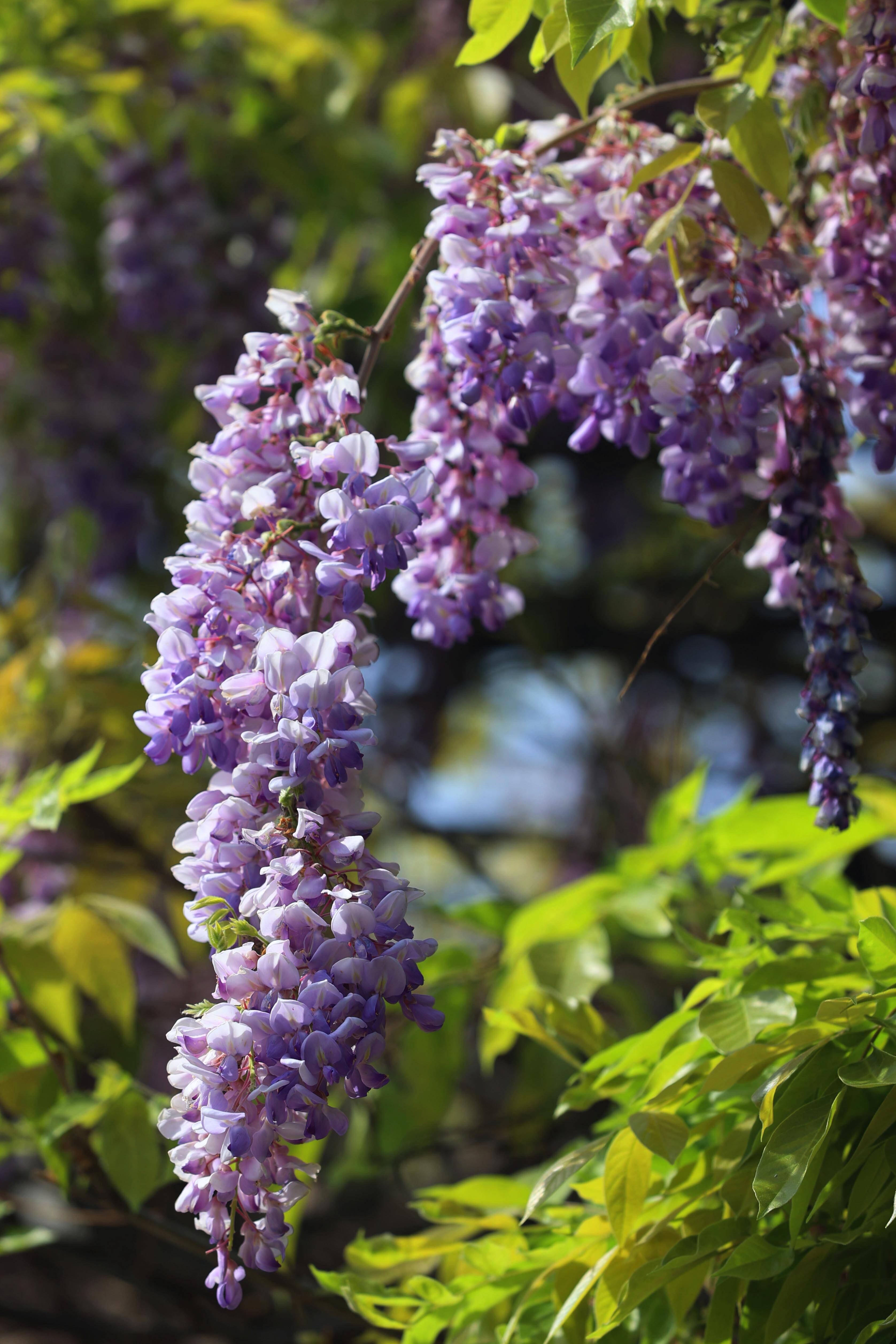 浪漫紫藤花盛开一帘幽梦迎客来