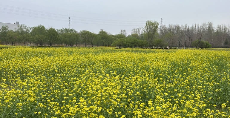 氛围感拉满，潍坊虞舜公园油菜花已上线！