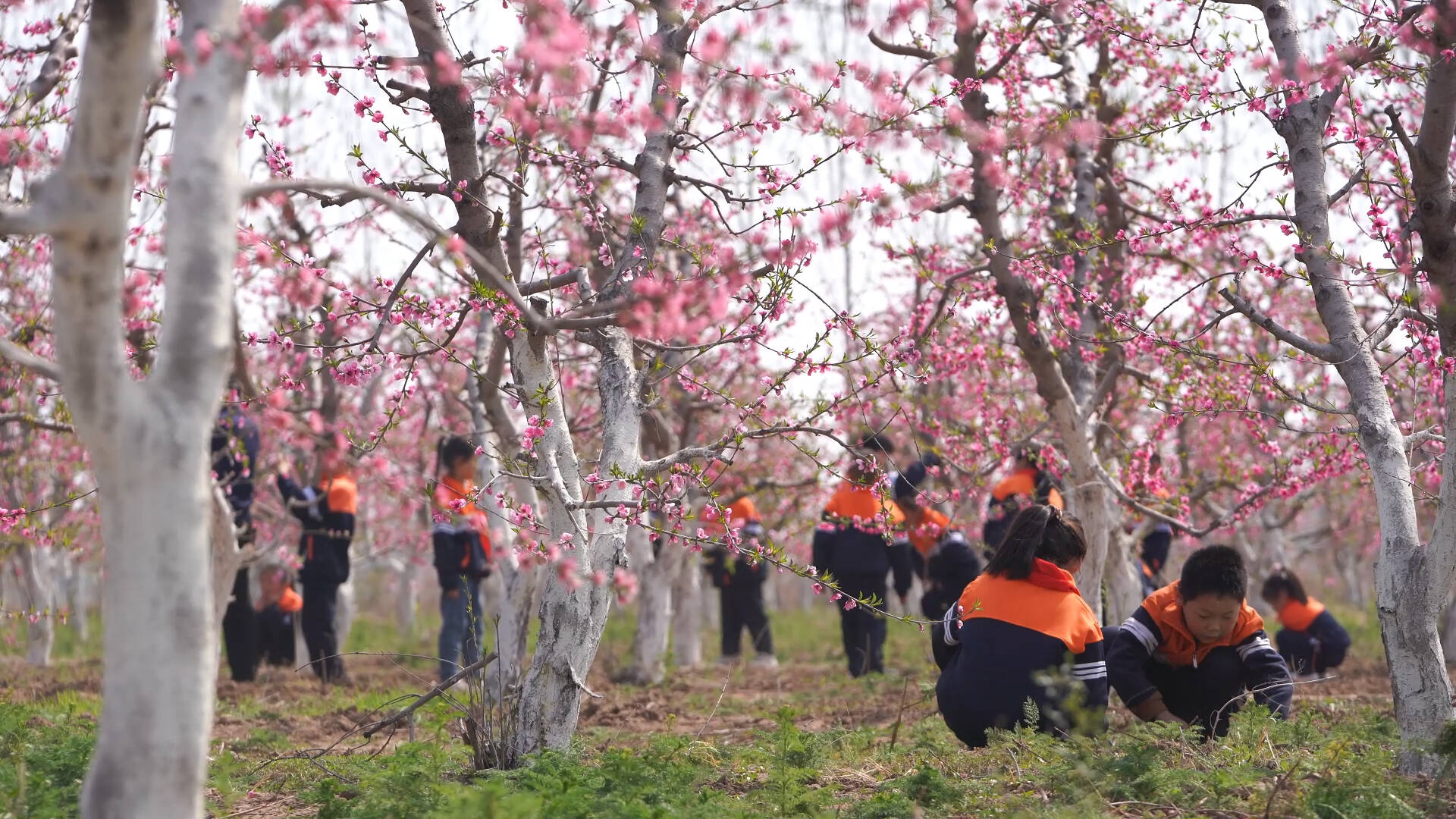 武城：最是一年春好处 桃花朵朵竞相开