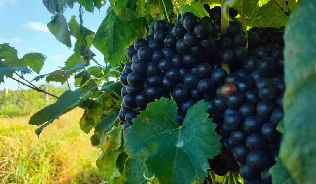 烟台再上榜！蓬莱海岸葡萄酒入选2022年度山东省地理标志产品保护示范区筹建名单