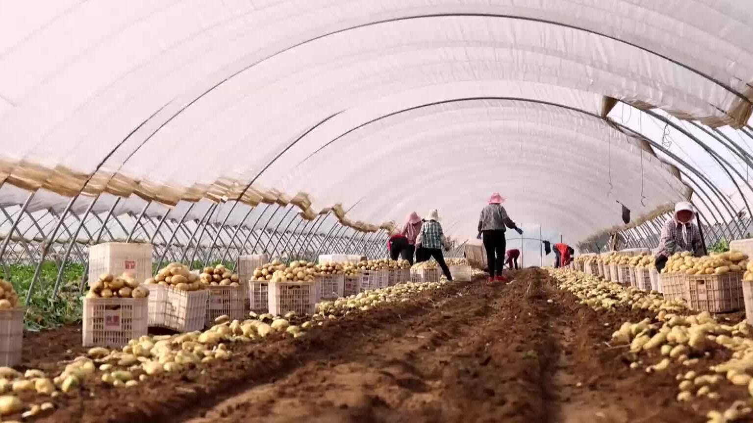 “土蛋蛋”变身“金蛋蛋”！滕州47万亩春季马铃薯喜丰收