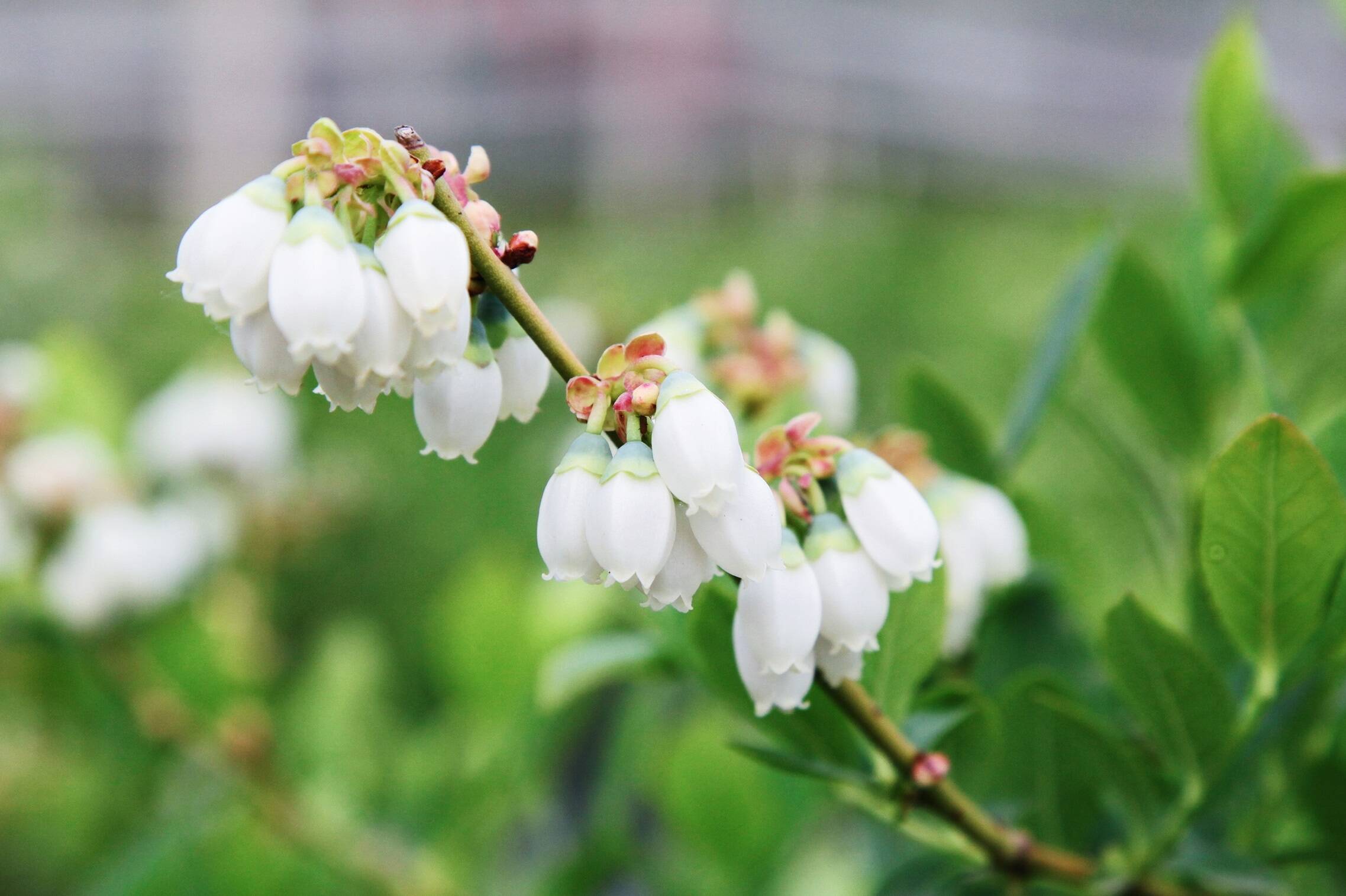 簇簇花朵缀满枝头！滕州南沙河镇蓝莓花竞相绽放